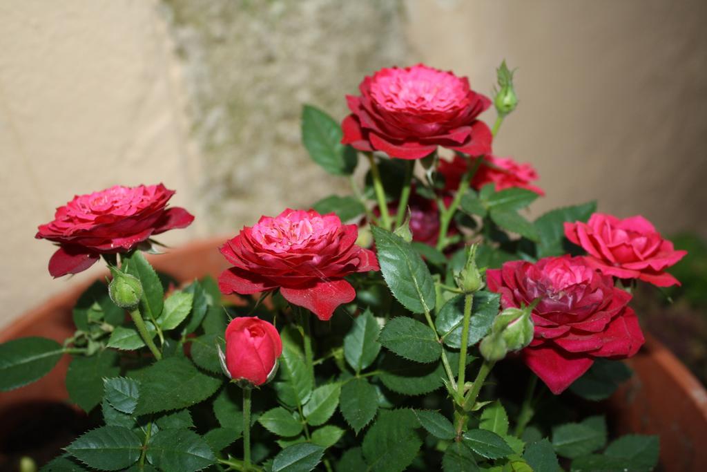 Anemones Rooms La Canea Esterno foto